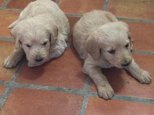 Labradoodle Puppy for sale in SCOTTSDALE, AZ, USA
