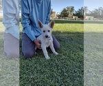 Small Photo #8 German Shepherd Dog Puppy For Sale in TONOPAH, NV, USA
