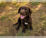 Small #3 Labrador Retriever Mix