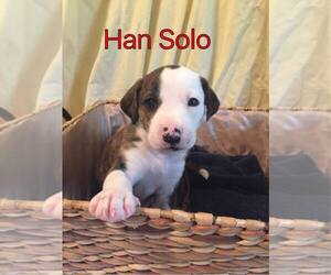 Reagan (fka Brit's pup Han Solo) - Male Bogle Dog for Adoption - Photo #4