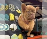 Small Photo #7 French Bulldog Puppy For Sale in BARNESVILLE, GA, USA
