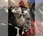 Small Photo #18 Australian Shepherd-Texas Heeler Mix Puppy For Sale in IBERIA, MO, USA