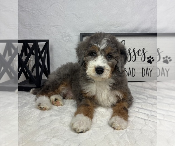 Medium Photo #1 Bernedoodle (Miniature) Puppy For Sale in GREENFIELD, IN, USA