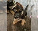 Small Photo #1 German Shepherd Dog Puppy For Sale in GREEN COVE SPRINGS, FL, USA