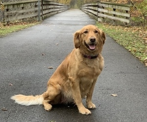 Mother of the Golden Retriever puppies born on 11/20/2025