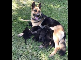 Mother of the German Shepherd Dog puppies born on 06/21/2017