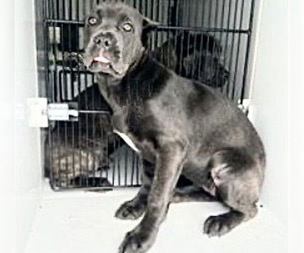 Medium Photo #1 Mutt Puppy For Sale in Houston, TX, USA