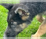 Small Photo #6 German Shepherd Dog Puppy For Sale in JURUPA VALLEY, CA, USA