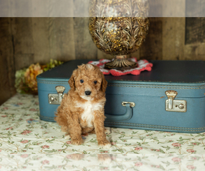 Medium Miniature Labradoodle