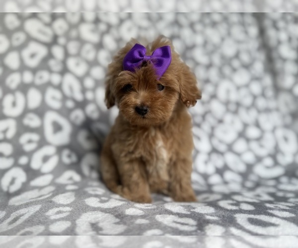 Medium Photo #7 Cockapoo (Miniature) Puppy For Sale in LAKELAND, FL, USA