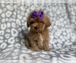 Small #6 Cockapoo (Miniature)