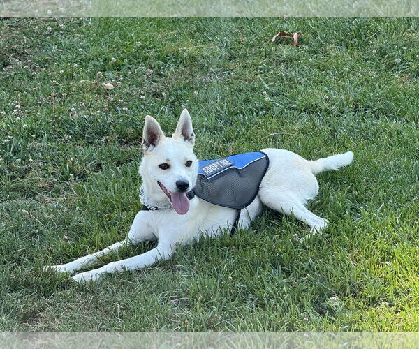 Medium Photo #1 Carolina Dog-Unknown Mix Puppy For Sale in Morgan Hill, CA, USA