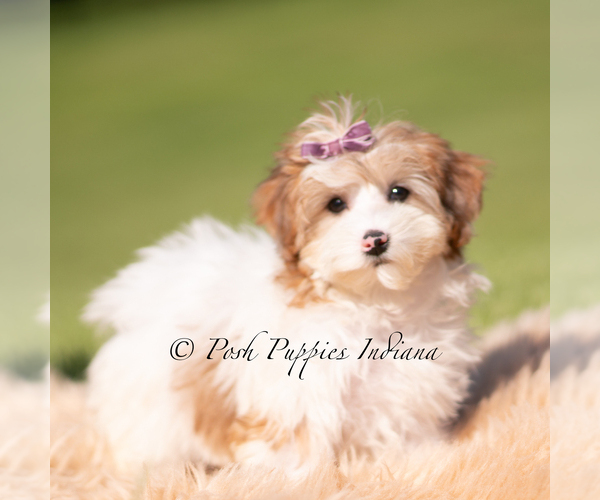 Medium Photo #4 Yorkipoo Puppy For Sale in WARSAW, IN, USA
