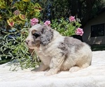 Small #3 Miniature Bernedoodle