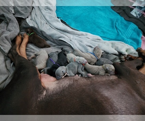 Medium Photo #22 Doberman Pinscher Puppy For Sale in CLINTON, OH, USA