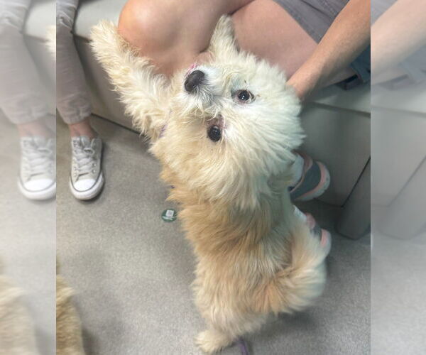Medium Photo #8 Maltipom Puppy For Sale in Greenbelt, MD, USA