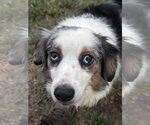 Small #2 Australian Shepherd