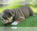Small Photo #15 Bulldog Puppy For Sale in STOCKBRIDGE, GA, USA