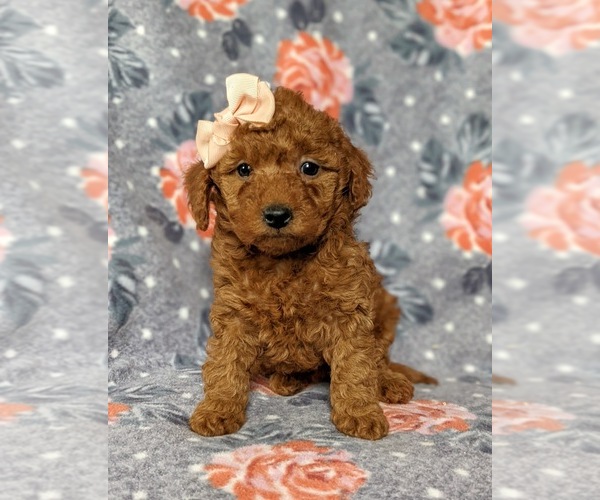 Medium Photo #7 Goldendoodle-Poodle (Toy) Mix Puppy For Sale in AIRVILLE, PA, USA