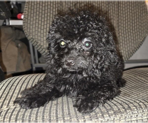 Medium Photo #18 Poodle (Toy) Puppy For Sale in DYERSBURG, TN, USA