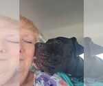 Small #1 American Staffordshire Terrier-Boxer Mix