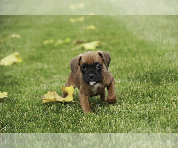 Medium Photo #5 Boxer Puppy For Sale in SHIPSHEWANA, IN, USA