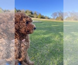 Goldendoodle-Poodle (Standard) Mix Puppy for sale in CO BLUFFS, IA, USA