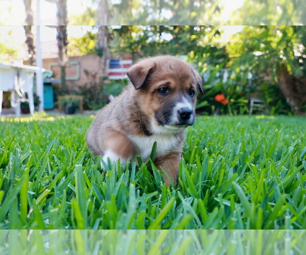 Medium Photo #3 Mutt Puppy For Sale in Lake Forest, CA, USA