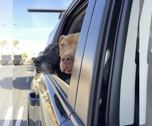 Medium Photo #4 Basset Hound-Labrador Retriever Mix Puppy For Sale in Santa Monica, CA, USA