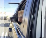 Small Photo #4 Basset Hound-Labrador Retriever Mix Puppy For Sale in Santa Monica, CA, USA