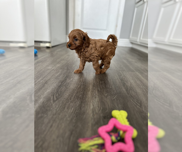 Medium Photo #1 Goldendoodle (Miniature) Puppy For Sale in MONTGOMERY, IL, USA