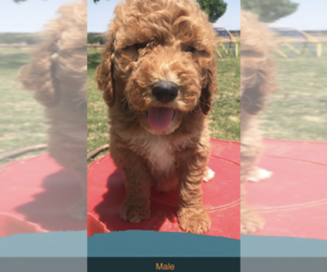 Goldendoodle Puppy for sale in CARNEGIE, OK, USA