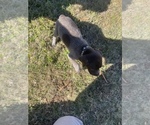 Small Photo #6 German Shorthaired Pointer Puppy For Sale in ELIZABETH CITY, NC, USA
