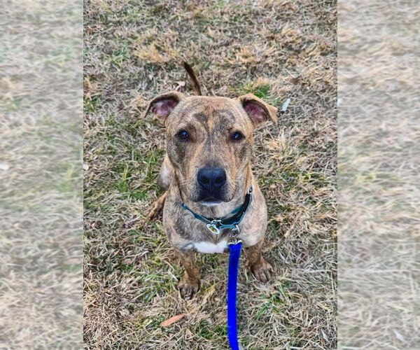 Medium Photo #3 Mutt Puppy For Sale in Candler, NC, USA