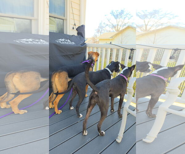 Medium Photo #9 Mutt Puppy For Sale in Rockaway, NJ, USA