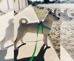 Small Photo #3 Shiba Inu Puppy For Sale in DENVER, CO, USA