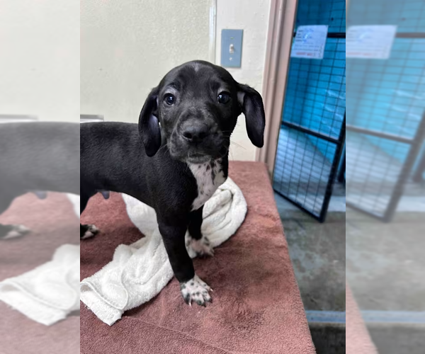 Medium Photo #6 Mutt Puppy For Sale in Woodbury, NY, USA