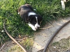 Small Photo #11 Border Collie Puppy For Sale in GUSTINE, CA, USA