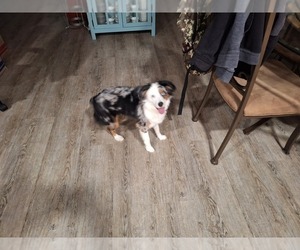 Australian Shepherd Puppy for sale in INDEPENDENCE, MO, USA