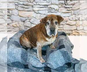 Roy - Male Bulldog-Unknown Mix Dog for Adoption - Photo #6