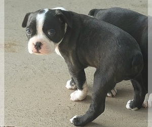 Boston Terrier Puppy for sale in SANTA CRUZ, CA, USA
