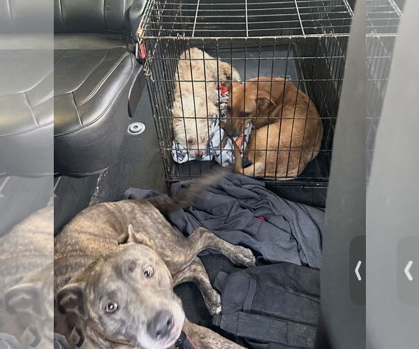 Medium Photo #24 Catahoula Leopard Dog-Labrador Retriever Mix Puppy For Sale in Houston, TX, USA