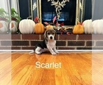 Puppy Scarlett Beagle