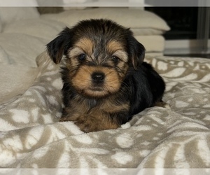 YorkiePoo Puppy for sale in LITHIA, FL, USA