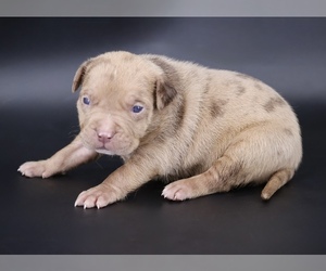 American Bully Puppy for sale in CHAMPAIGN, IL, USA