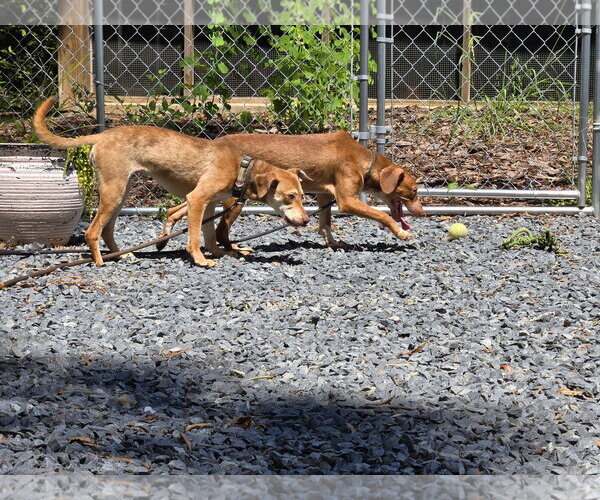 Medium Photo #2 Dachshund-Unknown Mix Puppy For Sale in Albemarle, NC, USA