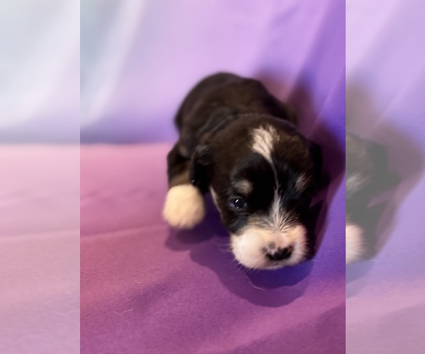Medium Photo #3 Corgipoo Puppy For Sale in LONGMONT, CO, USA