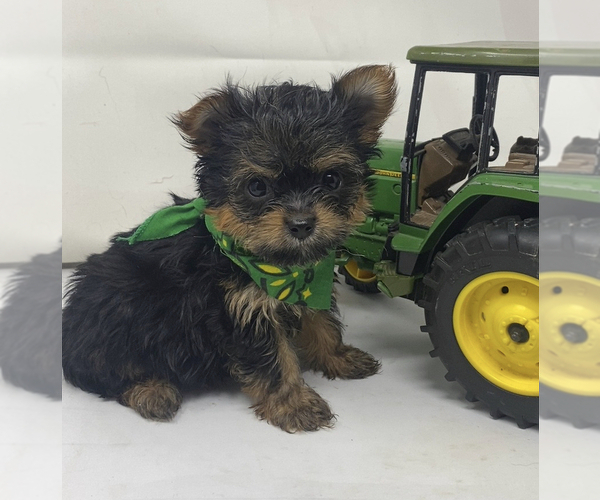 Medium Photo #6 Shorkie Tzu Puppy For Sale in SELLERSBURG, IN, USA