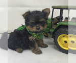 Small Photo #6 Shorkie Tzu Puppy For Sale in SELLERSBURG, IN, USA