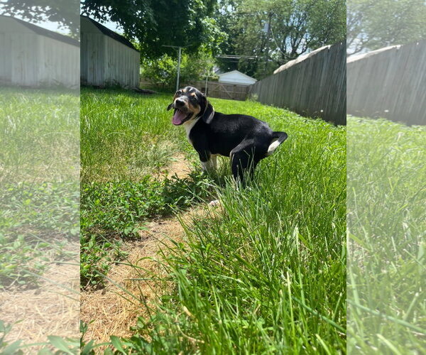 Medium Photo #40 Treeing Walker Coonhound-Unknown Mix Puppy For Sale in Germantown, OH, USA